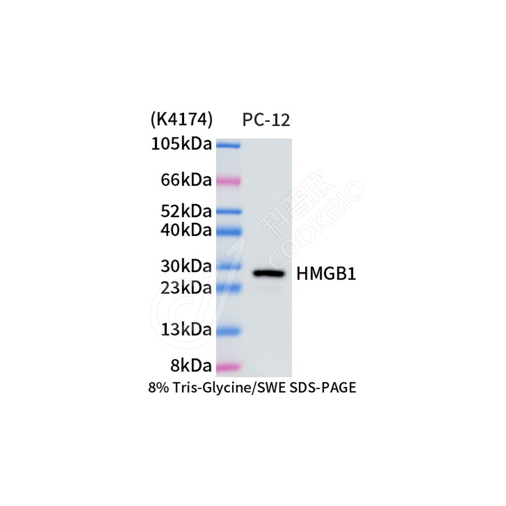 HMGB1_d1000_WB