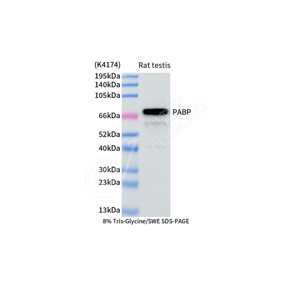 PABP_d1000_WB