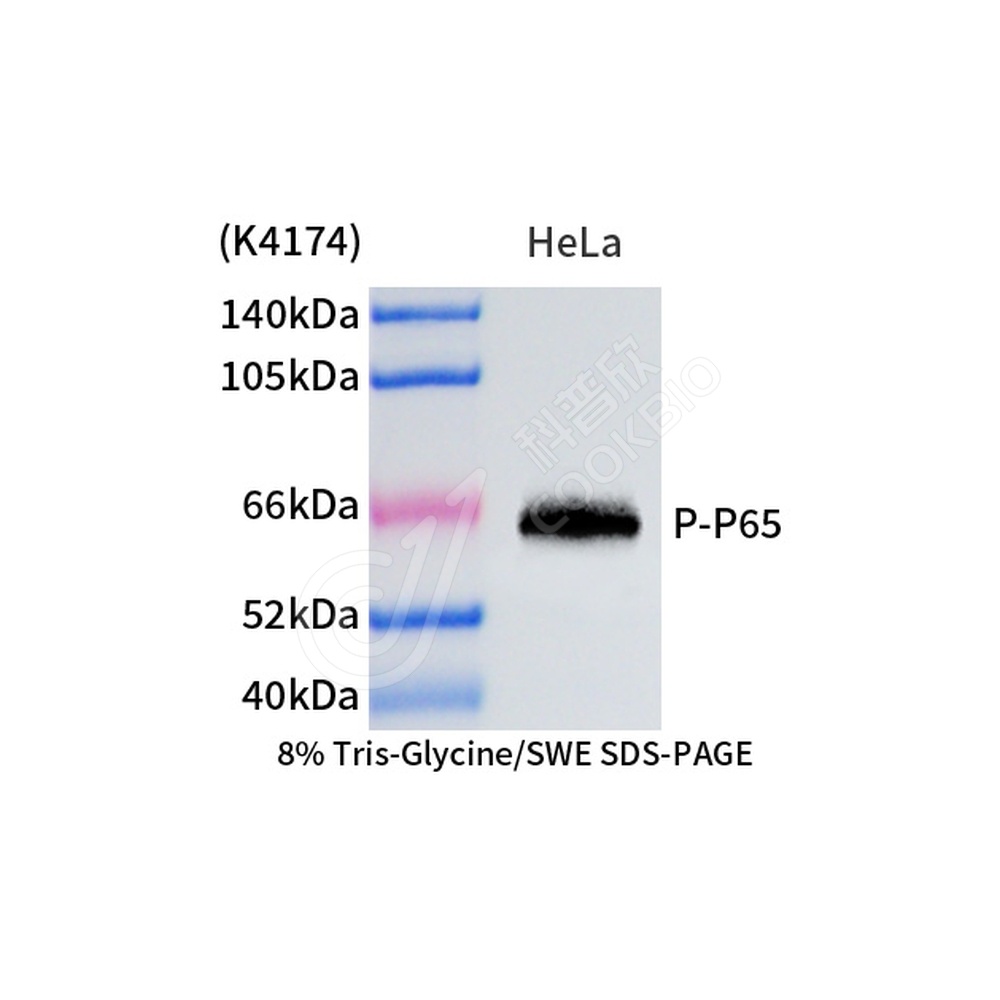 Phospho-NF-kB_d500_WB