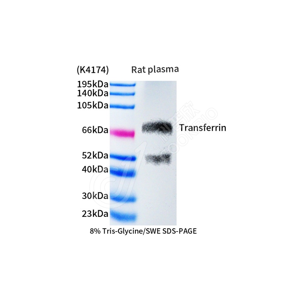 Transferrin_d1000_WB