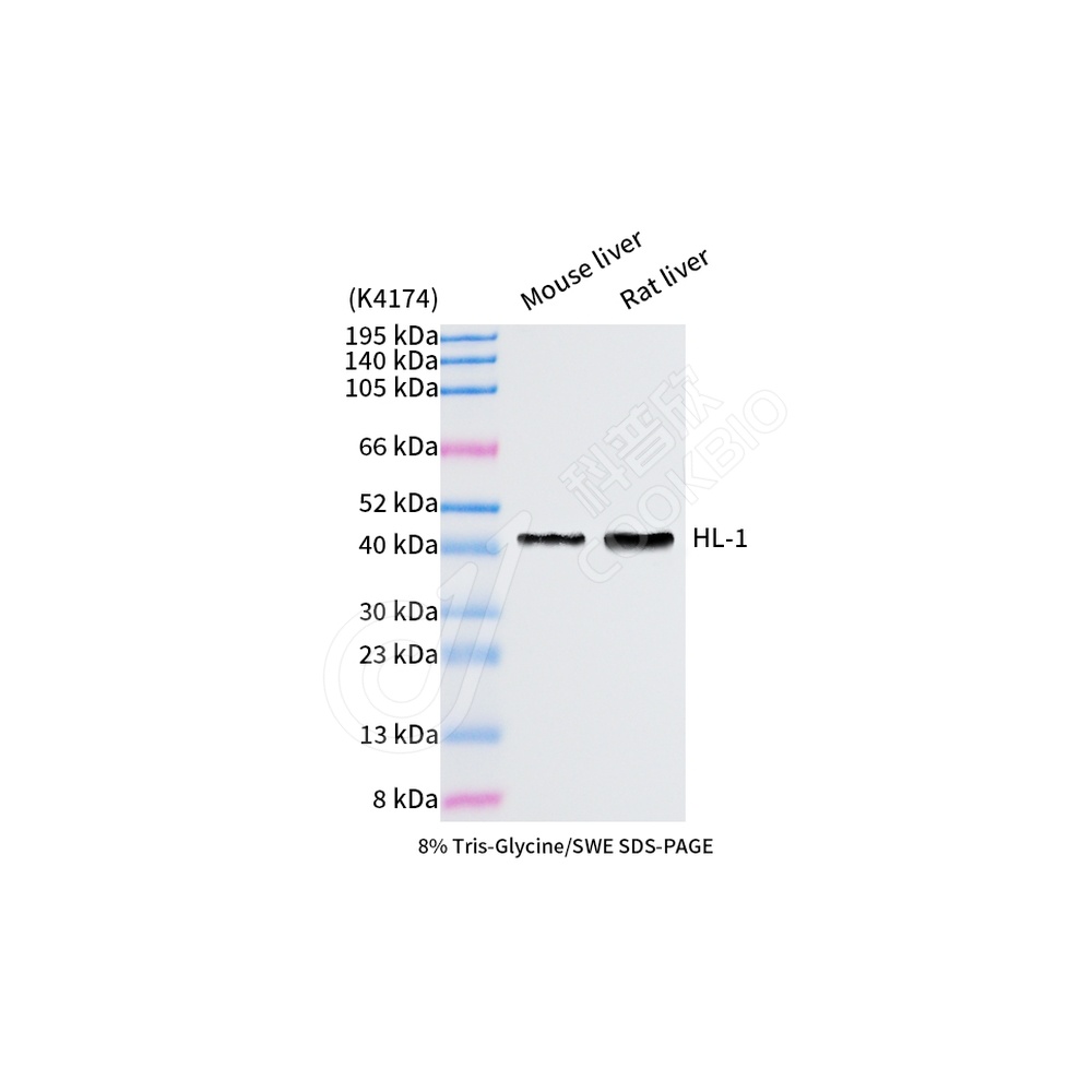 HL-1_WB