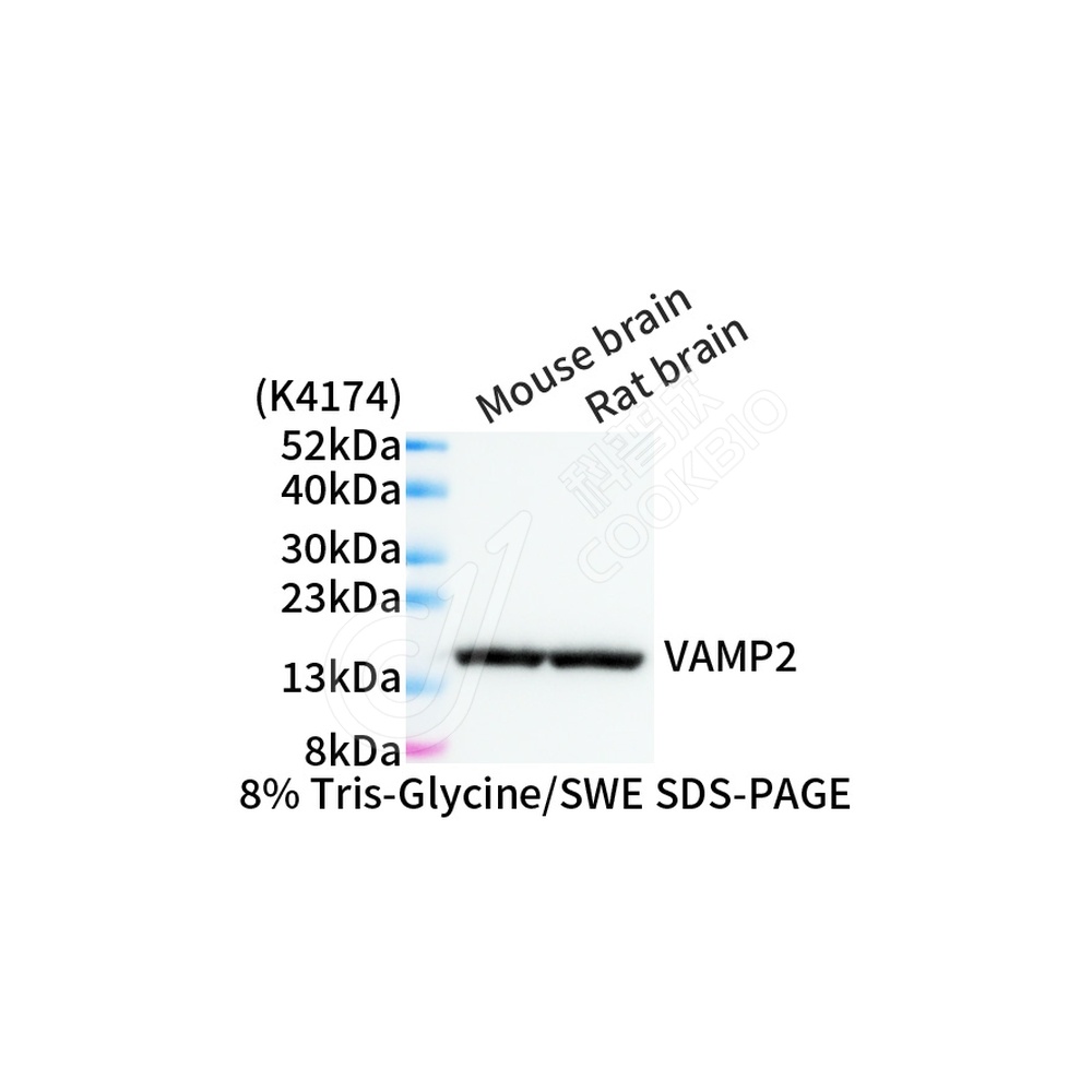 VAMP2_WB