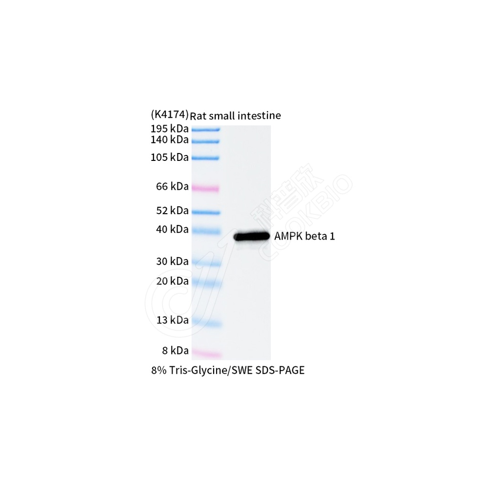 AMPK beta 1_WB-2