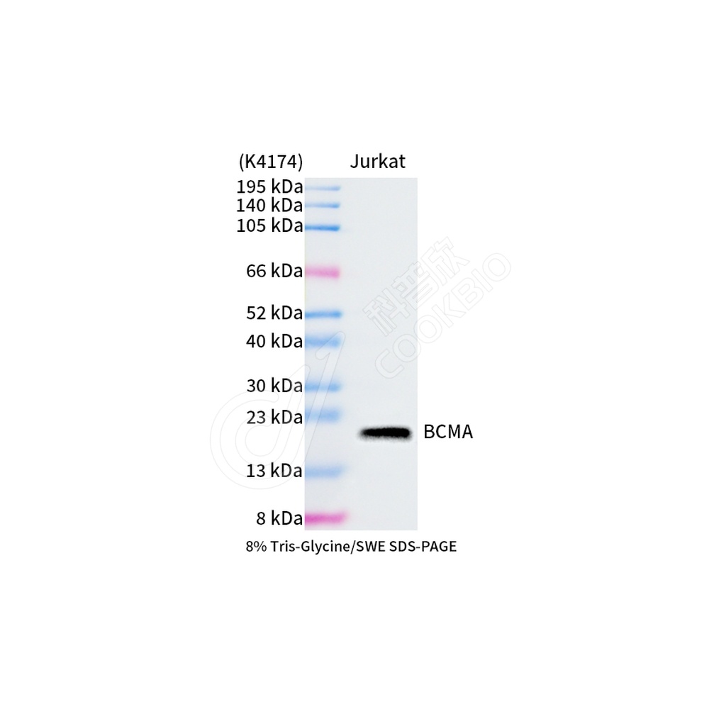 BCMA_WB