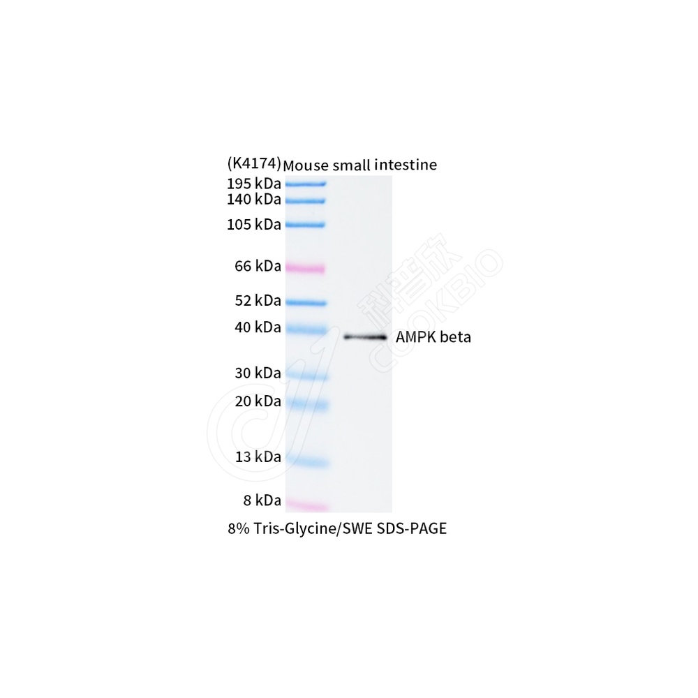 AMPK beta 1_WB-1