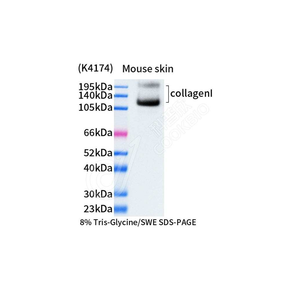 Collagen I_d1000 WB-1