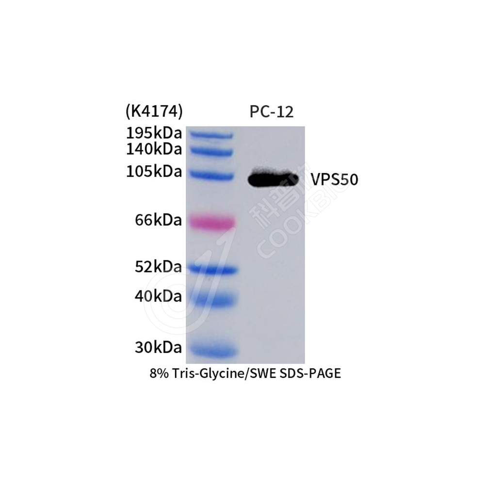 VPS50_d1000_WB