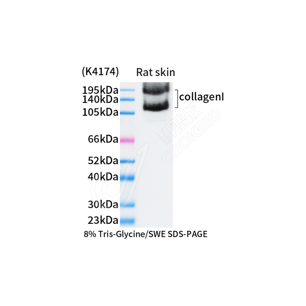Collagen I_d1000 WB-2