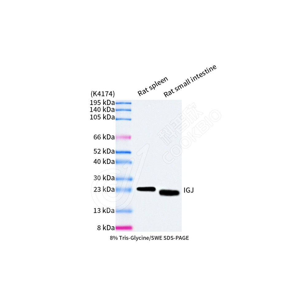 IGJ_WB